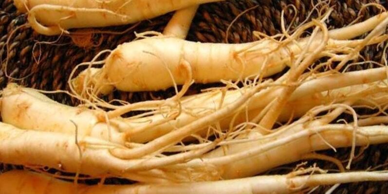 Raiz de ginseng para aumentar a potência